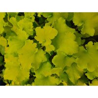 Purpurgl&ouml;ckchen (Heuchera), Sorte: Shiny, im 12cm Topf