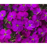 Blaukissen, (Aubrieta Hybrida), Sorte: Audrey Purple...