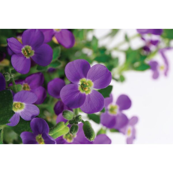 Blaukissen, (Aubrieta Hybrida), Sorte: Audrey Blue Shades, im 12cm Topf