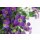 Blaukissen, (Aubrieta Hybrida), Sorte: Audrey Blue Shades, im 12cm Topf