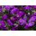 Blaukissen, (Aubrieta Hybrida), Sorte: Audrey Blue, im 12cm Topf