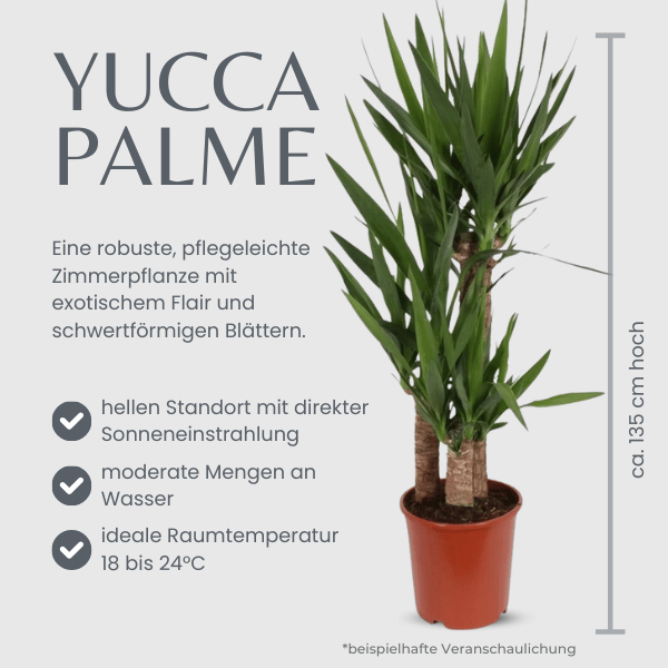 Yucca Palme () Yucca Palme