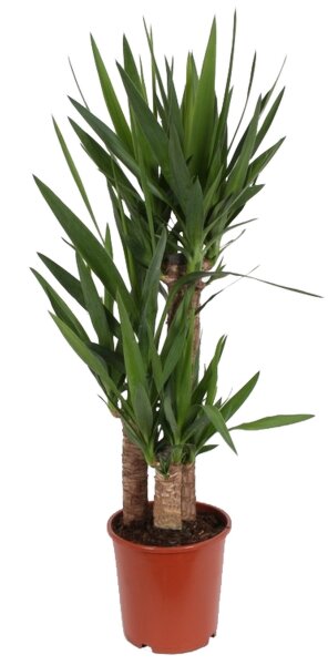 Yucca-Palme, (Yucca elephantipes), 3 Stämme, ca. 135 cm hoch, im 24cm Topf