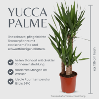 Yucca-Palme (Palmlilie), mehrst&auml;mmig, ca. 135 cm hoch, im 24cm Topf