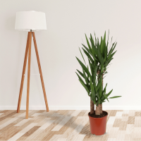 Yucca-Palme (Palmlilie), mehrst&auml;mmig, ca. 135 cm hoch, im 24cm Topf