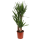 Yucca-Palme (Palmlilie), mehrst&auml;mmig, ca. 135 cm hoch, im 24cm Topf