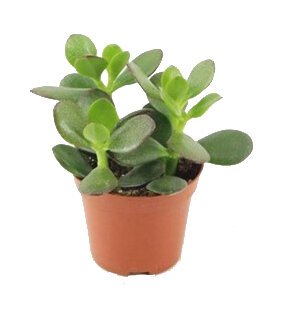 Geldbaum, (Crassula ovata)