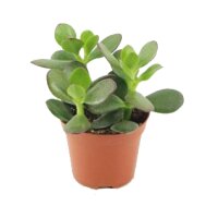 Geldbaum, (Crassula ovata)