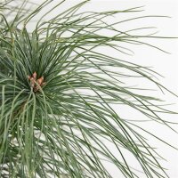 Streichel-Kiefer, (Pinus strobus), im 19cm Topf, ca. 45cm hoch