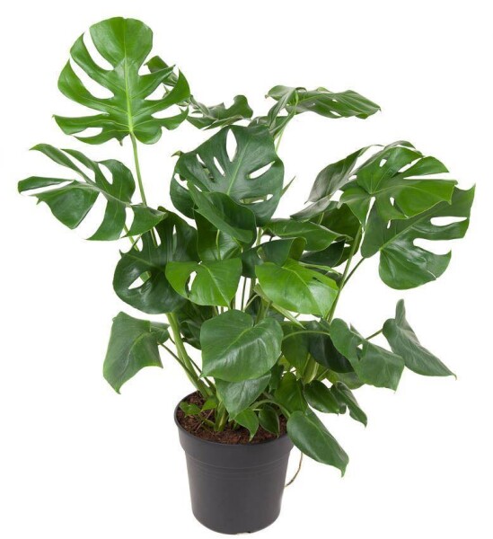 Fensterblatt, (Monstera delicosa), im 30cm Topf, ca. 100cm hoch