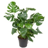 Fensterblatt, (Monstera delicosa), im 30cm Topf, ca....