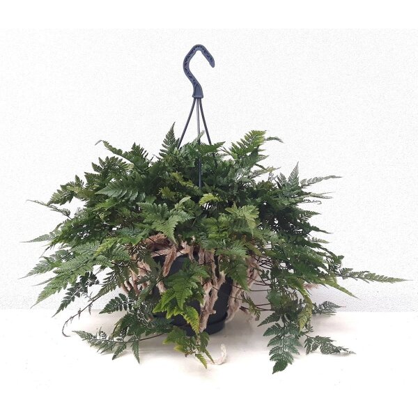 Tarantel-Farn, (Humata tyermannii), in der 17cm Hängeampel