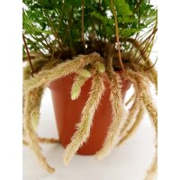 Tarantel-Farn, (Humata tyermannii), in der 17cm H&auml;ngeampel