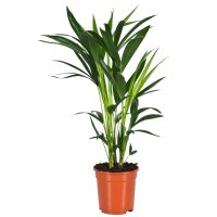 Kentia Palme, (Kentia forsteriana), verschiedene...
