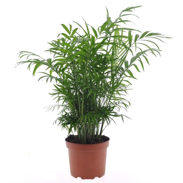 Bergpalme, (Chamaedorea elegans)