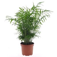 Bergpalme, (Chamaedorea elegans)