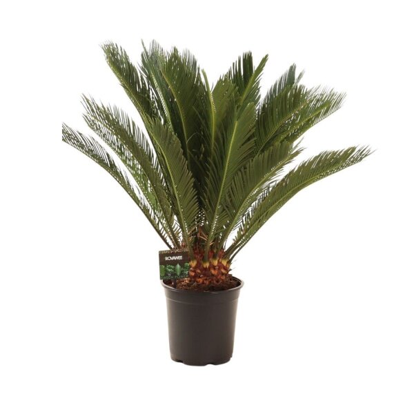 Palmfarn, (Cycas revolutaca)