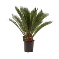 Palmfarn, (Cycas revolutaca)