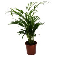 Goldfruchtpalme, (Areca chrysalidocarpus)