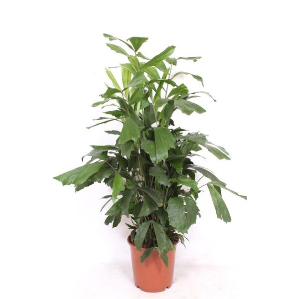 Fischschwanzpalme, (Caryota mitis)