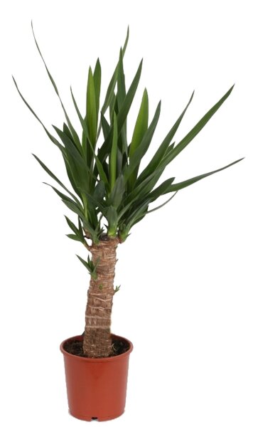 Yucca-Palme, (Yucca elephantipes)