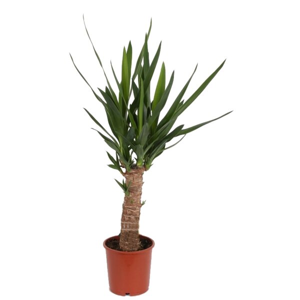 Yucca-Palme, (Yucca elephantipes)