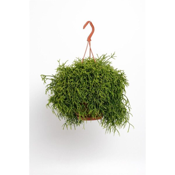 Korallenkaktus, (Rhipsalis baccifera), Sorte: Oasis, im 17cm Ampel Topf
