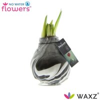 Waxz® Amarylliszwiebel (Hippeastrum Hybride), Artooz...