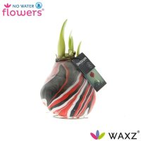Waxz&reg; Amarylliszwiebel (Hippeastrum Hybride), Artooz Earth Red