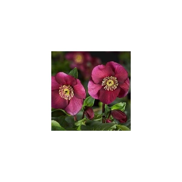 Lenzrose, (Helleborus orientalis), Sorte: Winter Ballet Leona, im ca. 13cm Topf