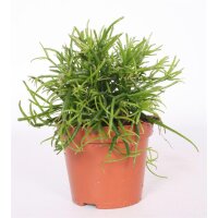 Korallenkaktus, (Rhipsalis baccifera), Sorte: Oasis