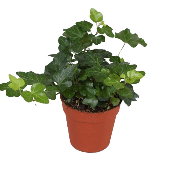 Efeu grünläubig, (Hedera), Sorte: Wonder