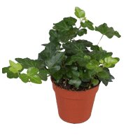 Efeu grünläubig, (Hedera), Sorte: Wonder