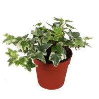 Efeu buntlaubig, (Hedera), Sorte: White Wonder