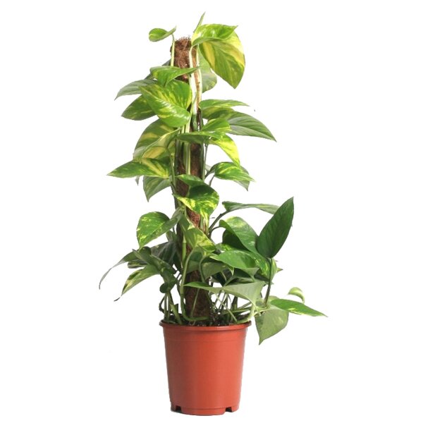 Efeutute, Scindapsus (Epipremnum aureum), am Moosstab gezogen