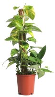 Efeutute, Scindapsus (Epipremnum aureum), am Moosstab...