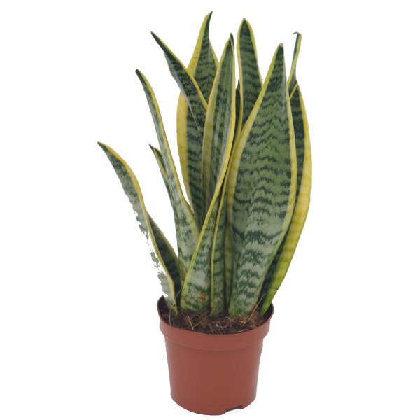 Sanseveria, (Sanseveria laurentii)