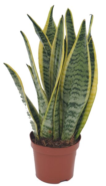 Sanseveria, (Sanseveria laurentii)