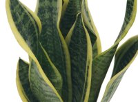 Sanseveria, (Sanseveria laurentii)