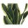 Sanseveria, (Sanseveria laurentii)