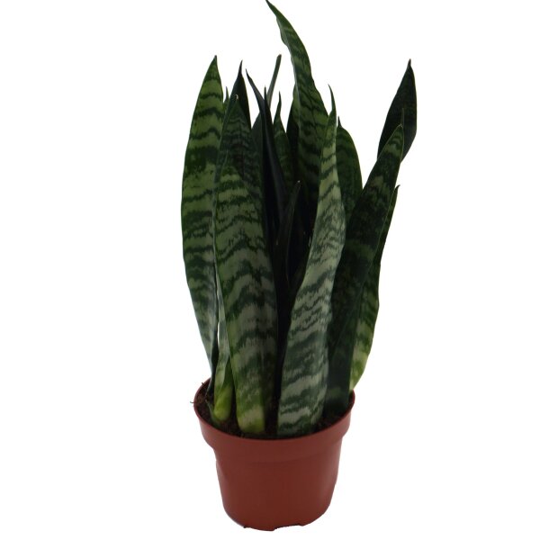 Sanseveria, (Sanseveria zeylanica)