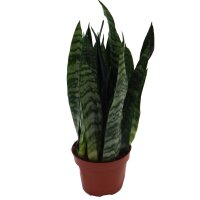 Sanseveria, (Sanseveria zeylanica)
