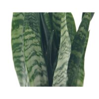 Sanseveria, (Sanseveria zeylanica)