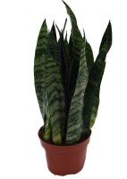 Sanseveria, (Sanseveria zeylanica)