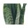 Sanseveria, (Sanseveria zeylanica)