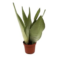 Sanseveria, (Sanseveria Moonshine)