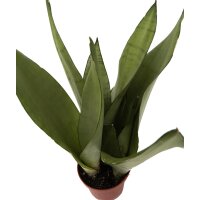 Sanseveria, (Sanseveria Moonshine)