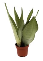 Sanseveria, (Sanseveria Moonshine)