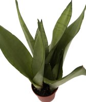 Sanseveria, (Sanseveria Moonshine)