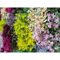 Steingarten Stauden Mischung, verschiedene winterharte Stauden, je im 12cm Topf